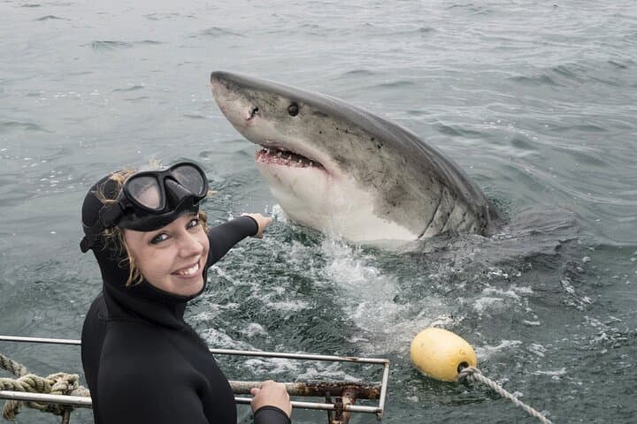 Gansbaai Shark Cage Diving and Penguins: Full-Day Small-Group Tour from Cape Town photo 2