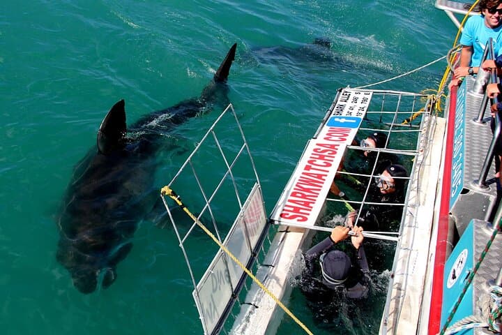 Gansbaai Shark Cage Diving and Penguins: Full-Day Small-Group Tour from Cape Town