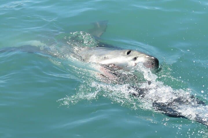 Gansbaai Shark Cage Diving and Penguins: Full-Day Small-Group Tour from Cape Town photo 4