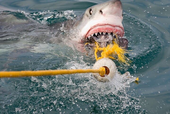 Gansbaai Shark Cage Diving and Penguins: Full-Day Small-Group Tour from Cape Town photo 5