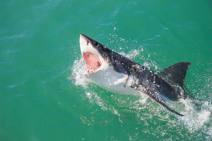 Gansbaai Shark Cage Diving and Penguins: Full-Day Small-Group Tour from Cape Town photo 3