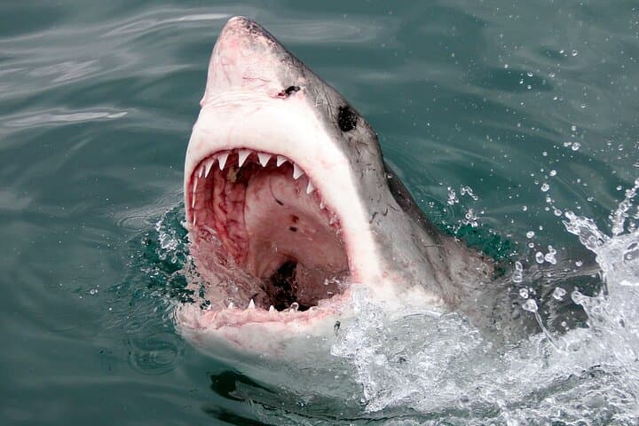 Gansbaai Shark Cage Diving and Penguins: Full-Day Small-Group Tour from Cape Town photo 6