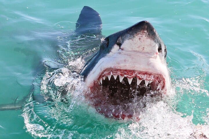 Private Shark Cage Diving from Cape Town to Gansbaai: Full-Day Boat Tour