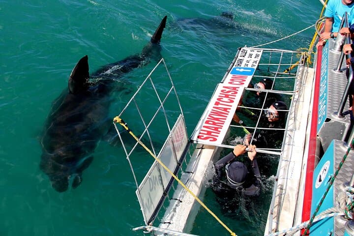 Private Shark Cage Diving from Cape Town to Gansbaai: Full-Day Boat Tour photo 4