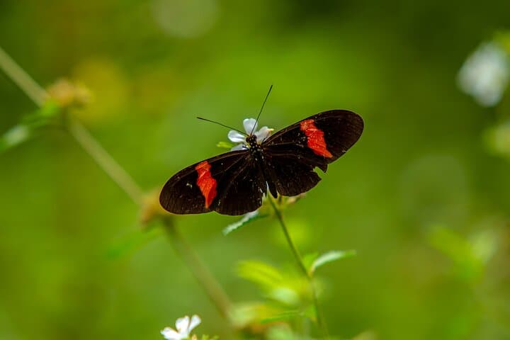 Howling Trail Hike: Tropical Dry Forest Day Trip from Cartagena photo 6