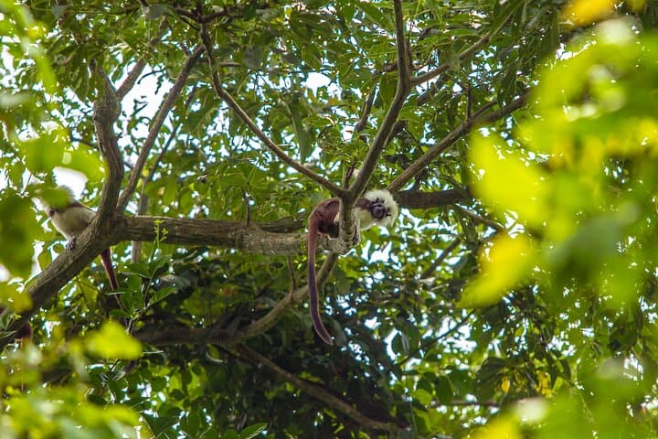 Howling Trail Hike: Tropical Dry Forest Day Trip from Cartagena photo 4