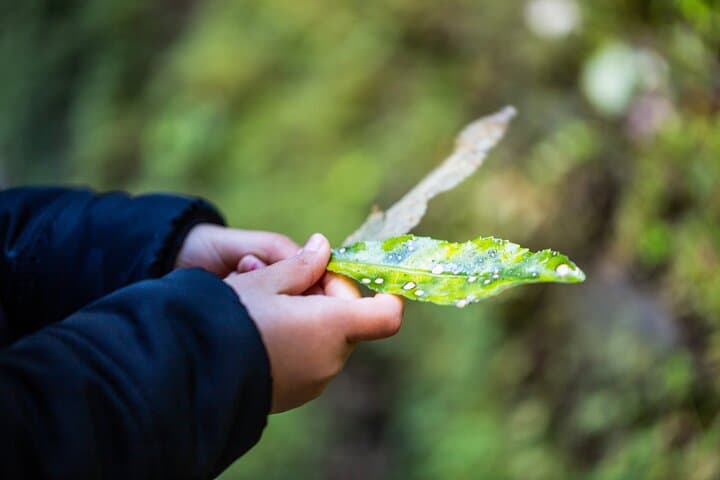 Franz Josef Nature Tour: Rainforest Walks & Glacier Valley Views photo 6