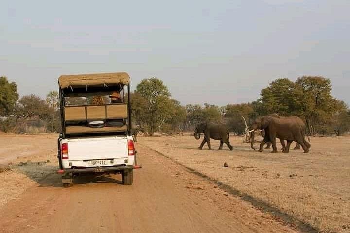 Full-Day Chobe National Park Safari: Land & River Wildlife Experience from Victoria Falls