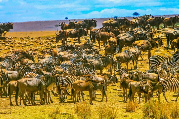 3-Day Private Masai Mara Migration Safari — When to Go, What to Expect