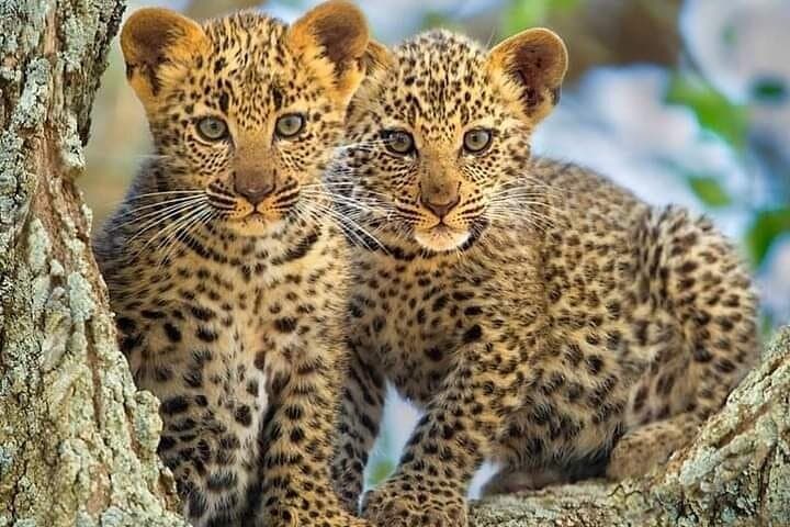 3-Day Private Masai Mara Migration Safari — When to Go, What to Expect photo 3