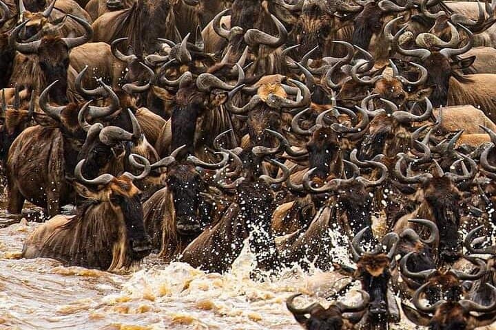 3-Day Private Masai Mara Migration Safari — When to Go, What to Expect photo 4
