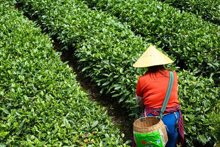 Chengdu 4-Day Culinary Journey: Pandas, Tea & Leshan's Giant Buddha photo 5
