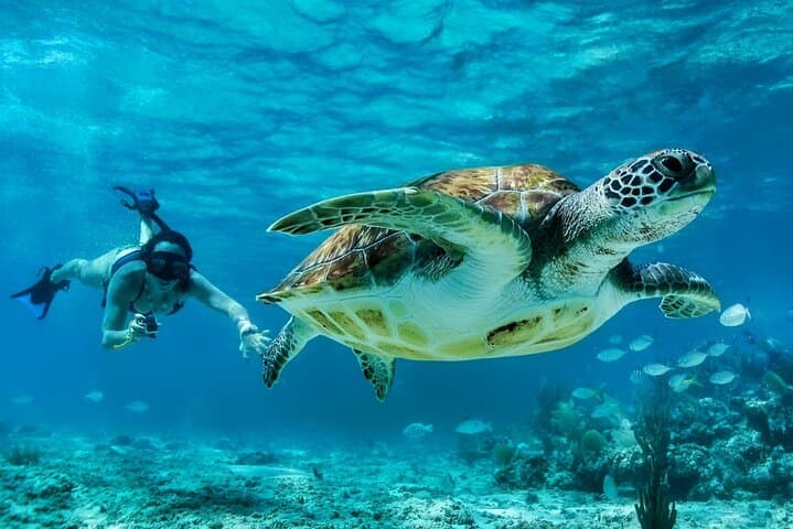 Private Tulum Mayan Ruins & Akumal Turtle Snorkel Experience