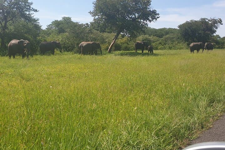 4-Day Livingstone & Chobe Safari: Victoria Falls, Zambezi Sunset Cruise and Chobe Game Drives photo 2