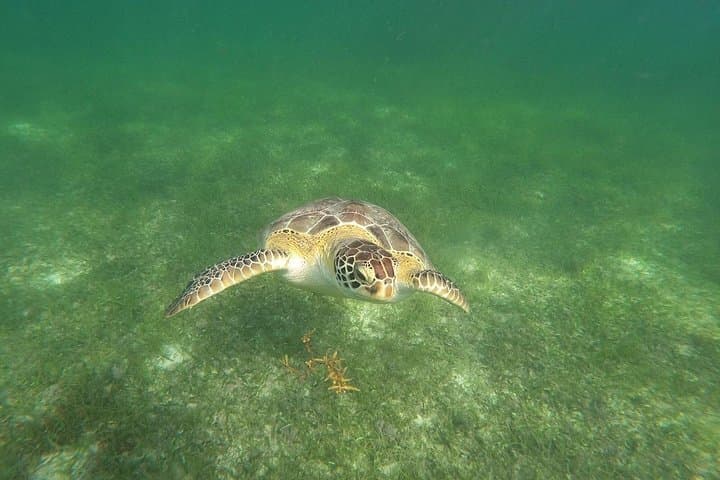 VIP Tulum & Turtles Private Tour — Swim with Sea Turtles and Beat the Crowds at the Ruins photo 3