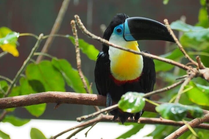 Inside Dubai's Green Planet: Explore the Tropical Bio‑Dome photo 4