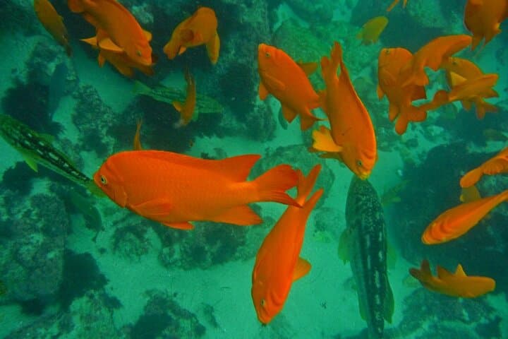 La Jolla All-Day Snorkel Package: Cove Wetsuit Rental & Locker Access photo 2