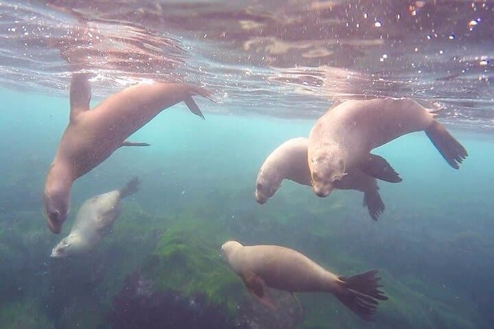 La Jolla All-Day Snorkel Package: Cove Wetsuit Rental & Locker Access photo 3