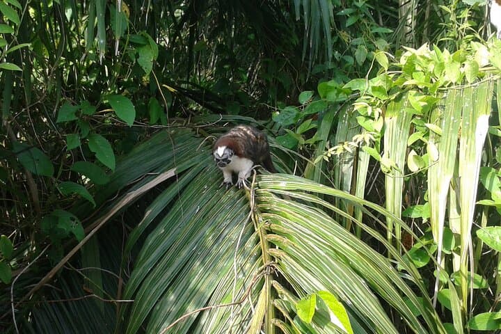 Gatun Lake Wildlife Boat Tour: Monkeys, Big Ships & Canal History photo 2