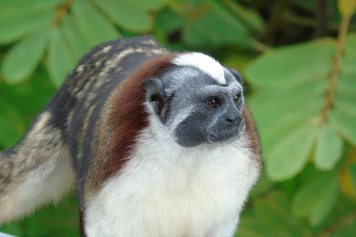 Gatun Lake Wildlife Boat Tour: Monkeys, Big Ships & Canal History photo 3