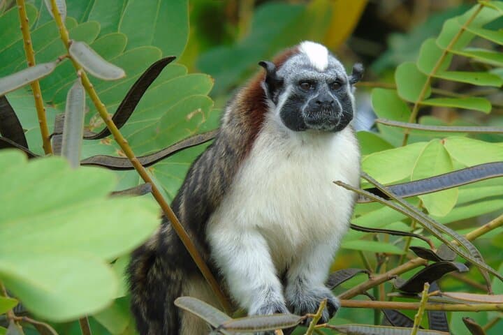 Gatun Lake Wildlife Boat Tour: Monkeys, Big Ships & Canal History photo 1