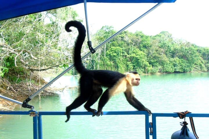 Gatun Lake Wildlife Boat Tour: Monkeys, Big Ships & Canal History photo 4
