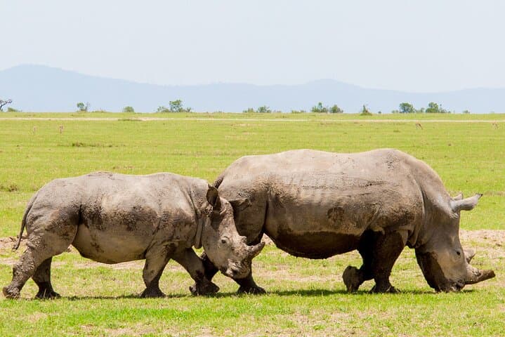 Ol Pejeta Conservancy Day Safari: Chimp Sanctuary, Black Rhinos & Trout Tree Lunch photo 5