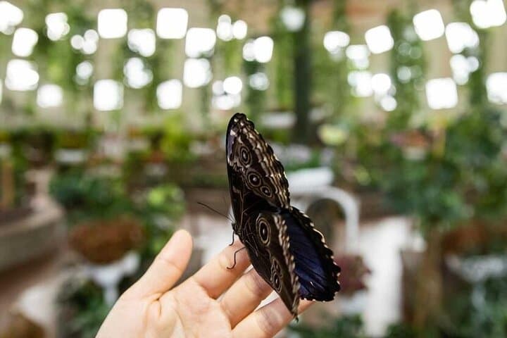Dubai Butterfly Garden Tickets & Shared Transfer — Guide to the World's Largest Covered Butterfly Domes photo 2