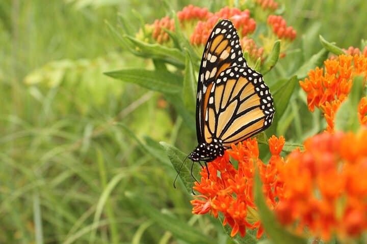 Dubai Butterfly Garden Tickets & Shared Transfer — Guide to the World's Largest Covered Butterfly Domes photo 5