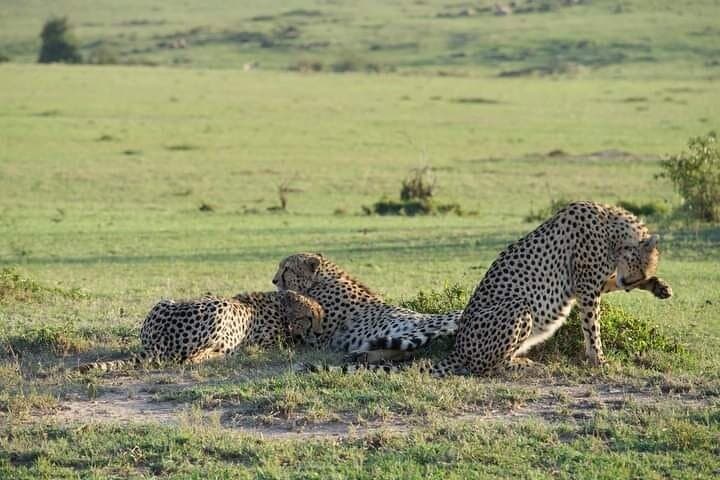 Two-Day Private Safari: Diani Beach to Tsavo East National Park photo 6