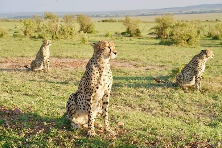 Two-Day Private Safari: Diani Beach to Tsavo East National Park photo 2