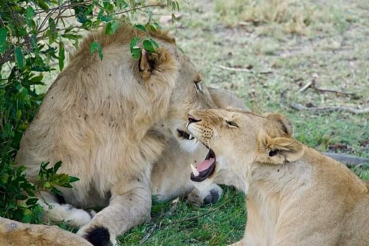 Two-Day Private Safari: Diani Beach to Tsavo East National Park photo 3