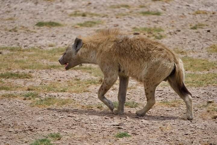 Diani Beach to Tsavo East & West — 2-Day Private Safari from Diani Beach