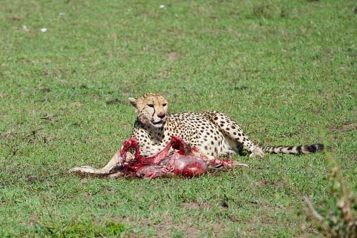 Diani Beach to Tsavo East & West — 2-Day Private Safari from Diani Beach photo 4