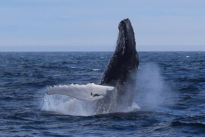 St. John's Iceberg & Whale Watch: 2-Hour Award-Winning Boat Tour