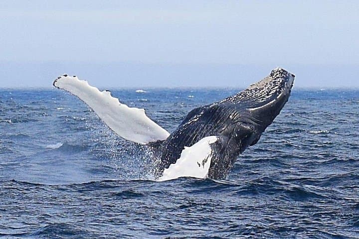 St. John's Iceberg & Whale Watch: 2-Hour Award-Winning Boat Tour photo 6