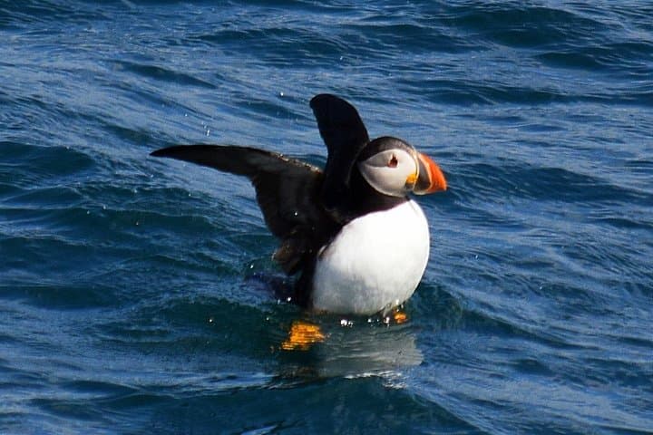 St. John's Iceberg & Whale Watch: 2-Hour Award-Winning Boat Tour photo 3
