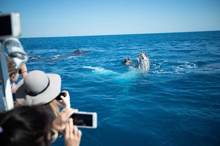 Hervey Bay Ultimate Whale Watching Cruise — Platypus Bay Humpback Encounters photo 6