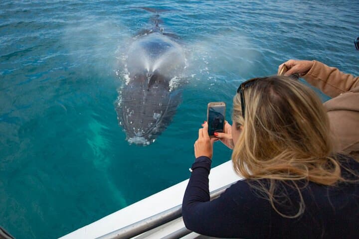 Hervey Bay Ultimate Whale Watching Cruise — Platypus Bay Humpback Encounters photo 5