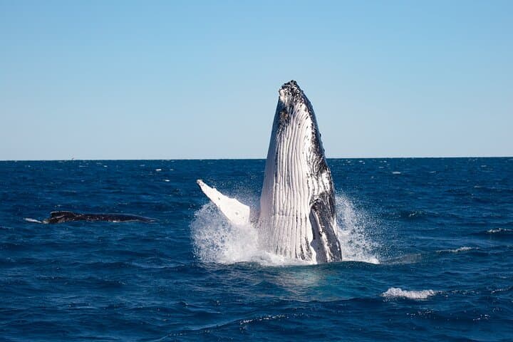 Hervey Bay Ultimate Whale Watching Cruise — Platypus Bay Humpback Encounters photo 3