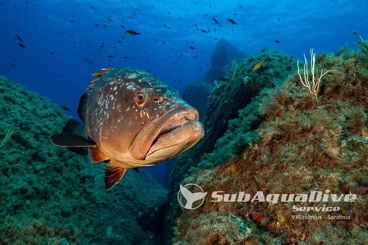 Diving Capo Carbonara MPA: Single Dive to Isola dei Cavoli & Serpentara photo 2