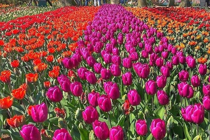 Private Keukenhof Day Trip from Amsterdam — Skip-the-Line Entrance & Guided Visit photo 4