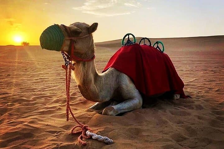 Private Morning Desert Safari in Dubai — Camel Ride, Sandboarding & Dune Bashing photo 4