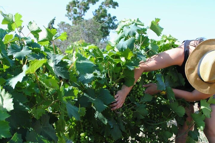 Lemnos Private Wine Tour: Organic Wineries, Vineyard Walks & Island Tastings photo 3
