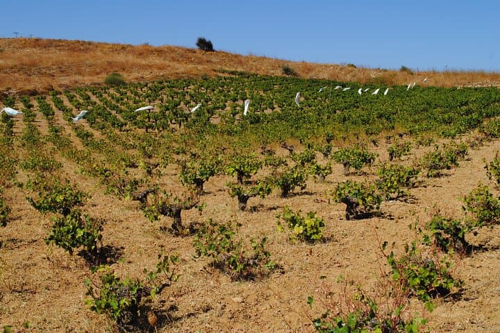 Lemnos Private Wine Tour: Organic Wineries, Vineyard Walks & Island Tastings photo 4