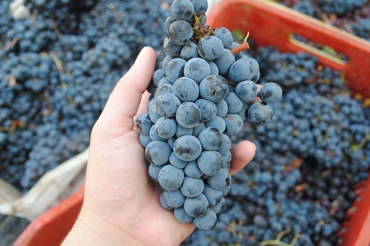 Lemnos Private Wine Tour: Organic Wineries, Vineyard Walks & Island Tastings photo 6