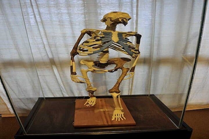 Full-Day Addis Ababa Highlights Tour: Museums, Markets & Entoto Views photo 2