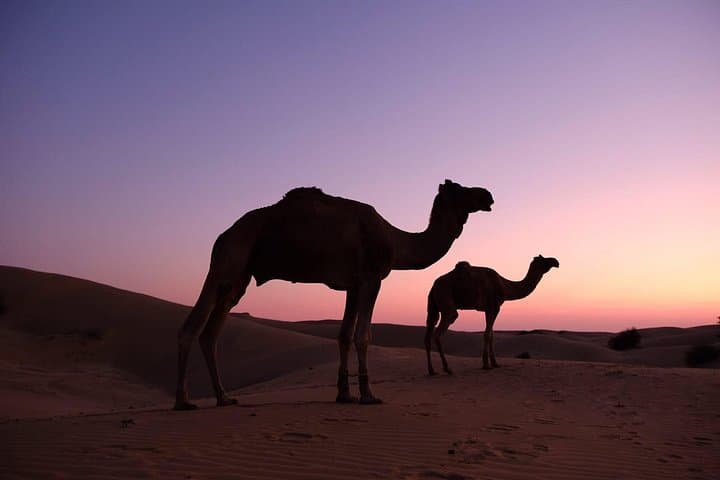 Jaisalmer Camel Safari: Overnight Thar Desert Ride, Villages & Star Camp photo 2