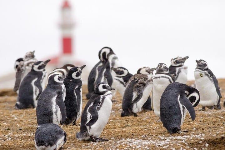 Walk with Thousands of Magellanic Penguins on Isla Magdalena and Sail Around Isla Marta