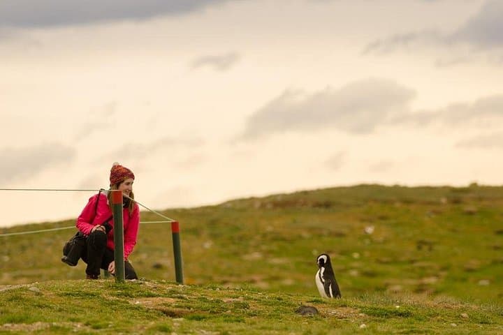 Walk with Thousands of Magellanic Penguins on Isla Magdalena and Sail Around Isla Marta photo 2